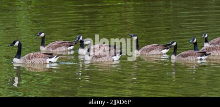 Bernache du Canada adulte (Branta canadensis) avec sept juvéniles qui nagent dans l'étang en été Banque D'Images