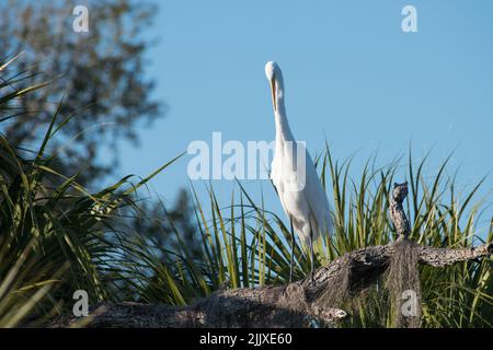 Un grand Egret perche sur une succursale dans le parc national de réserve de Tera CEIA, Floride, États-Unis Banque D'Images