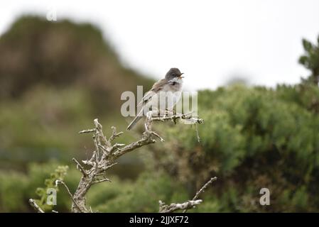 Gros plan à droite image d'un Whitethroat commun (Sylvia communis) chantant du haut d'une branche sur fond de Grassland en juin, au Royaume-Uni Banque D'Images