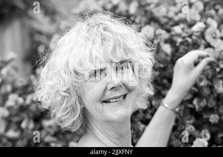 Femme d'âge moyen cueillant une fleur forme un hibiscus ( Hibiscus rose syriacus ) buisson dans un jardin urbain Royaume-Uni Photographie prise par Simon Dack Banque D'Images