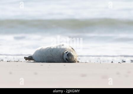 Joli petit phoque gris à fourrure blanche, situé sur la plage de l'île de Dune, dans l'archipel Helgoland. Mammifère marin sauvage dans son habitat naturel. Halochoerus Banque D'Images