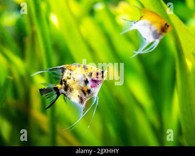 Ange poisson Koi Panda jaune tête dans le réservoir poisson avec fond flou (Pterophyllum scalare) Banque D'Images