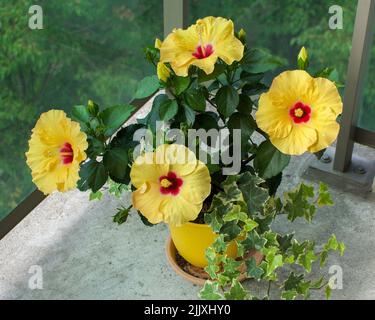 Hibiscus hawaïen jaune Banque D'Images