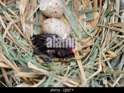 Moorhen, Gallinula chloropus, poussin et œufs en nid, Brant Reservoir, Welsh Harp, Londres, Royaume-Uni Banque D'Images