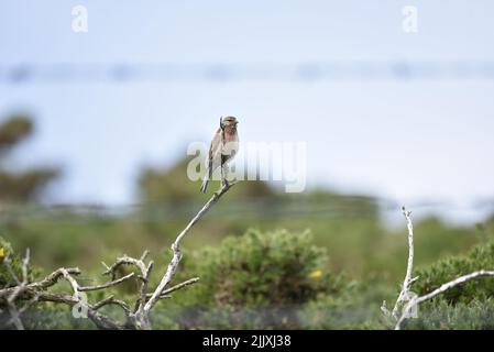 Le filet mâle commun (Carduelis cannabina) perchée au-dessus d'une perruque avec des griffes courbé étroitement autour, dans le profil droit, contre la fin de l'après-midi Sky, Royaume-Uni Banque D'Images