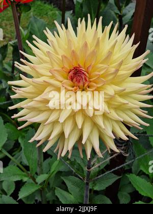 Dahlia, Clearview Loise Banque D'Images