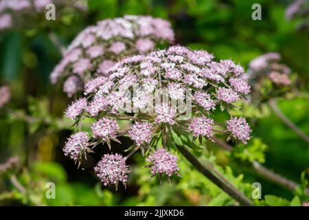 Gros plan des fleurs de cerfeuil poilu (chaerophyllum hirsutum roseum) en fleurs Banque D'Images