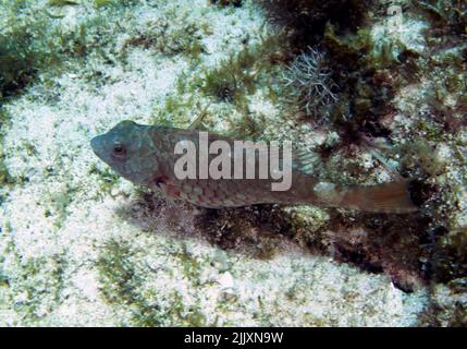 Un parrotfish à queue rouge (Sparisoma chrysopterum) dans la mer des Caraïbes, Mexique Banque D'Images