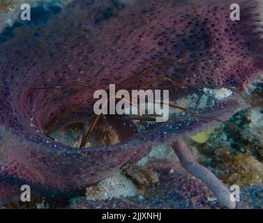 Un crabe Arrowhead (Stenorhynchus seticornis) à Cozumel, au Mexique Banque D'Images