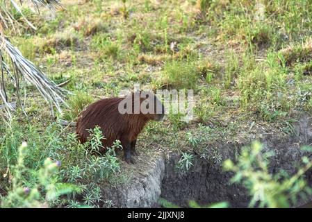 Capybara, hydrochoerus hydrochaeris, le plus grand rongeur vivant, originaire d'Amérique du Sud, un après-midi d'été, dans le parc national d'El Palmar, entre Rios, Argen Banque D'Images