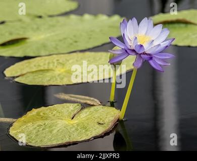 Magnifique nénuphar avec des nénuphars dans une piscine au Como Park Zoo and Conservatory à St. Paul, Minnesota, États-Unis. Banque D'Images