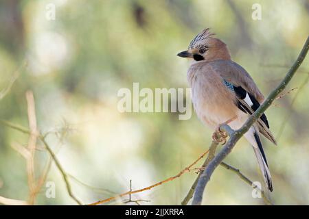 Un geai eurasien adulte (Garrulus glandarius) perché sur une branche aux couleurs étonnantes. Banque D'Images