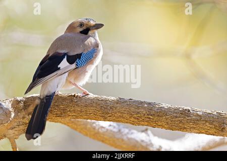 Un geai eurasien adulte (Garrulus glandarius) perché sur une branche aux couleurs étonnantes. Banque D'Images