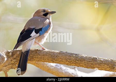 Un geai eurasien adulte (Garrulus glandarius) perché sur une branche aux couleurs étonnantes. Banque D'Images