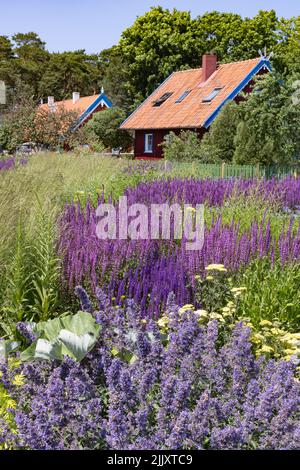 Été Lituanie; fleurs et maisons traditionnelles de pêcheurs en bois à Nida, Neringa, parc national de Curonian Spit, Lituanie Europe Banque D'Images