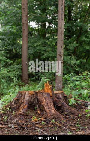 La souche a été laissée d'un grand vieux arbre dans la forêt sauvage. L'ancienne épinette était infestée de ravageurs et l'arbre a été coupé. Humidifier l'écorce et l'herbe après Banque D'Images