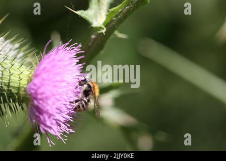 bourdon se nourrissant d'une fleur rose Banque D'Images