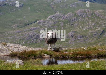 Sheep Hardwick sur Cumbrian Fells Banque D'Images