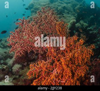 Cerisiers en fleurs corail, Siphonogorgia godeffroyi, Nidaliidae, Anilao, Philippines, Asie Banque D'Images