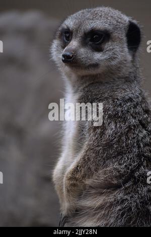 Une photo verticale d'un mignon meerkat debout et regardant de côté Banque D'Images