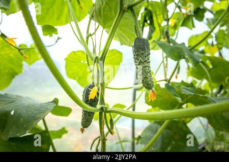 Petits et grands concombres qui poussent dans un jardin de serre, légumes en fleurs, récolte Banque D'Images