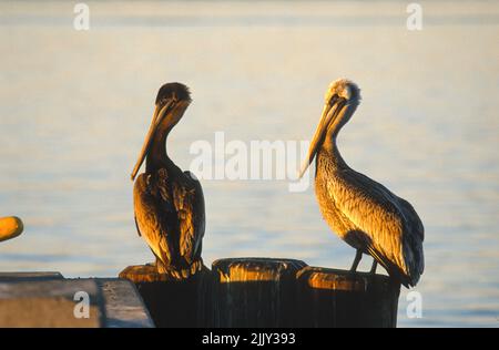 Une paire de pélicans se reposent sur des pontons au coucher du soleil dans le port de San Diego Banque D'Images