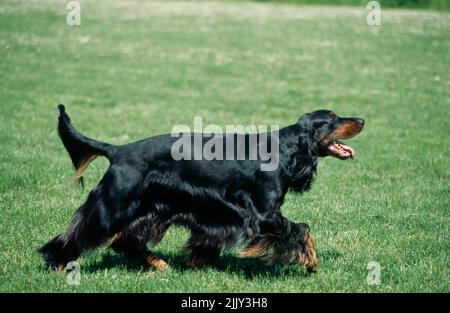 Gordon Setter en herbe Banque D'Images