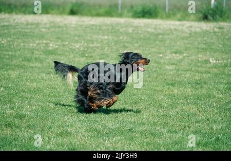 Gordon Setter en herbe Banque D'Images