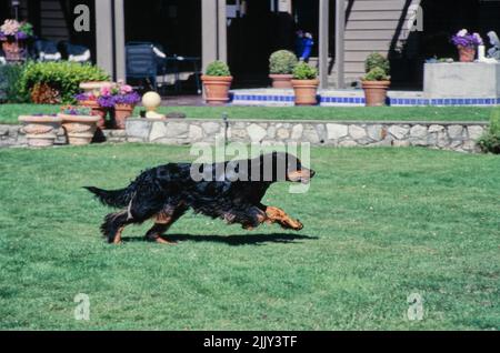 Gordon Setter en herbe Banque D'Images