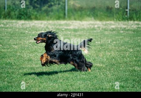 Gordon Setter en herbe Banque D'Images