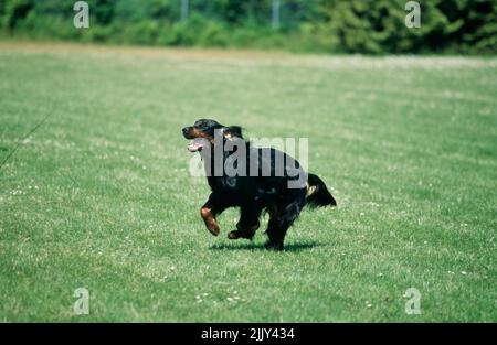 Gordon Setter en herbe Banque D'Images