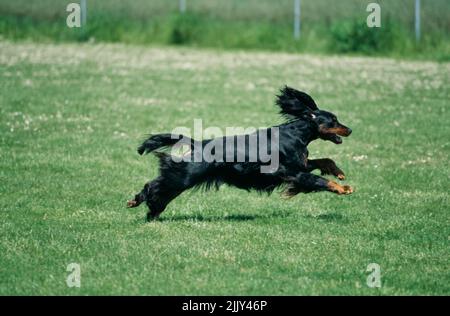 Gordon Setter en herbe Banque D'Images