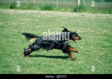 Gordon Setter en herbe Banque D'Images