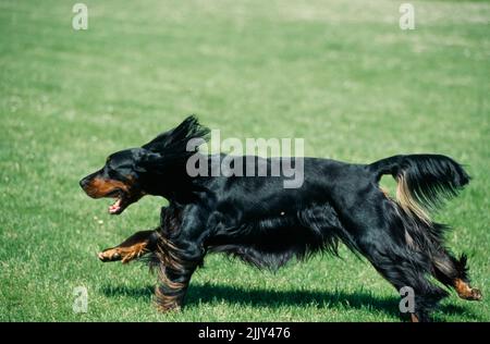 Gordon Setter en herbe Banque D'Images