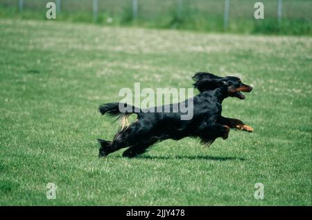 Gordon Setter en herbe Banque D'Images