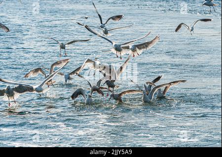 Des mouettes qui se battent au-dessus de la nourriture en mer. Banque D'Images