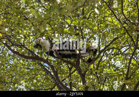 Chat noir et blanc haut dans un arbre de bouleau. Banque D'Images