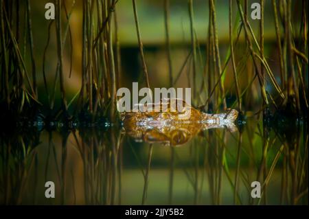 Caiman nain de Cuvier dans un petit étang. Banque D'Images