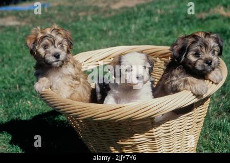 Chiots de Bichons Havanais dans un panier Banque D'Images