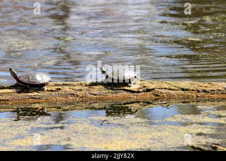 Midland Painted Turtle bains de soleil en rondins dans l'étang Banque D'Images