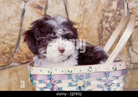 Le Bichon havanais dans panier Banque D'Images