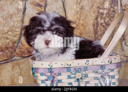 Le Bichon havanais dans panier Banque D'Images