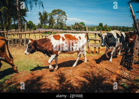 Vaches dans une ferme kenyane en Afrique. L'agriculture est une source de subsistance au Kenya Banque D'Images