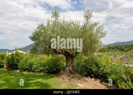 Un ancien Olive Tree avec écorce de tronc gnarée qui pousse dans un jardin privé dans la région de la Drôme en France Banque D'Images