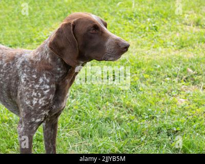 Pointeur court allemand (Kurzhaar) extérieur, espace de copie. Chien de pointage, race de chasse Banque D'Images