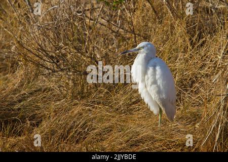 Petit Héron bleu (Egretta caerulea), juvénile, debout dans des roseaux Banque D'Images