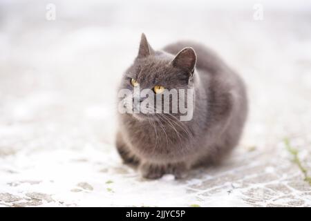 Le gros chat gris est assis sur une route enneigée en hiver. Banque D'Images