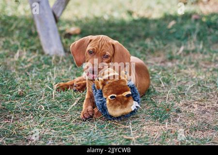 Vizsla chiot allongé dans l'herbe à l'extérieur avec jouet animal bourré Banque D'Images