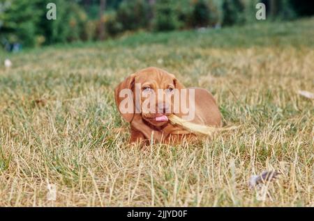 Vizsla puppy dans l'herbe à l'extérieur mastiquer sur le bâton Banque D'Images