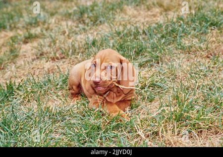 Vizsla puppy dans l'herbe à l'extérieur mastiquer sur le bâton Banque D'Images